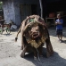 people_balinese_ubud_v_0188_bal1004.jpg